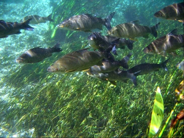 Bonito - Estado de Mato Grosso do Sul - Regi