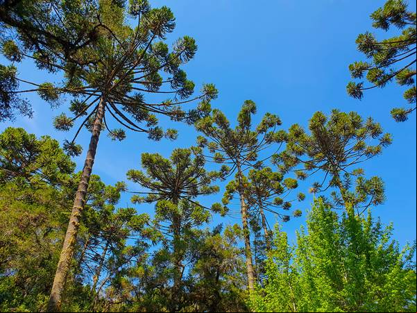 Campos do Jord